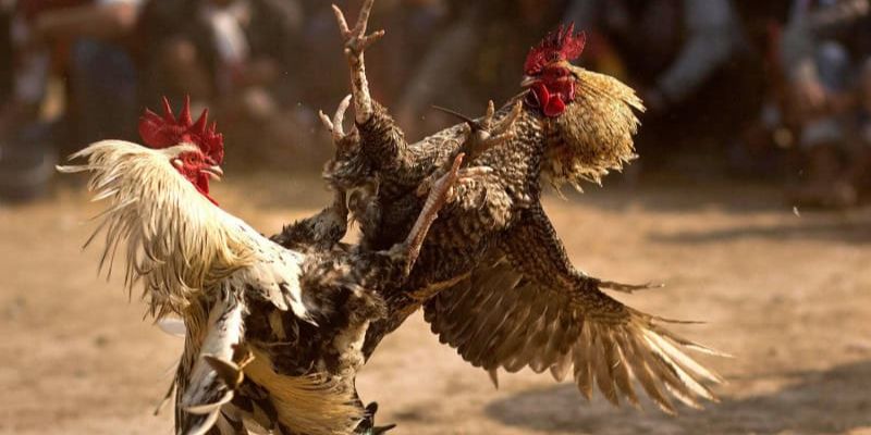 Hình thức đá gà cựa dao Thái Lan đánh giá cao hiện nay
